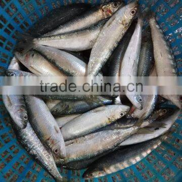 High-quality Sardine For Bait on Sale