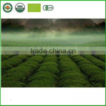 High-grade and Nutritious Green Tea / Easy to Use Made in China photo-4