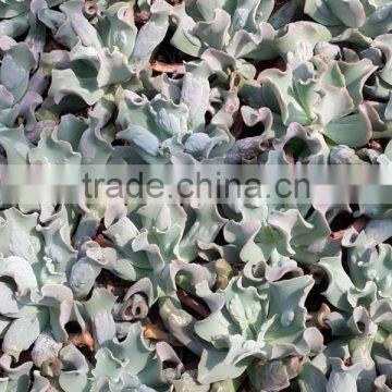 echeveria culibra decorative plants echeveria, succulent plants, tropical plants