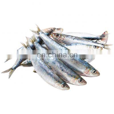 frozen sardine price frozen sardine fish for bait and canning sardinella aurita