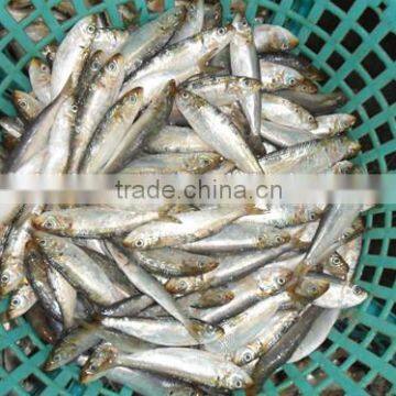 New coming frozen all types of sardine fishes 200-220 pcs