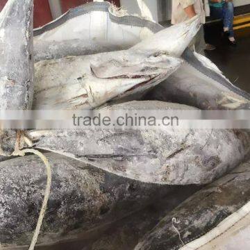Frozen Long-line Skipjack Tuna Fish