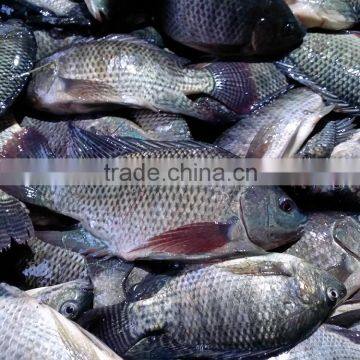 Tilapia Bream 300-500G Frozen Fish Nile Hot Sale in Africa