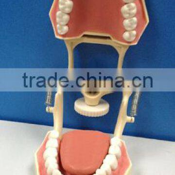 Dental Typodonts Teeth Articulators Model With Jaw Removable Screw photo-2