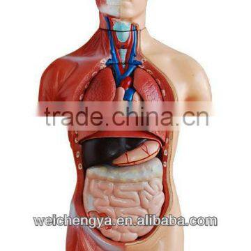 42CM Sexless Torso 18 Parts