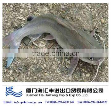 Chinese frozen whole catfish