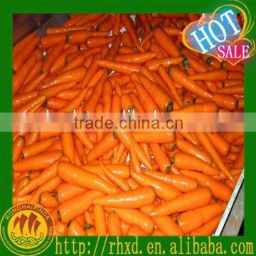carrots dubai