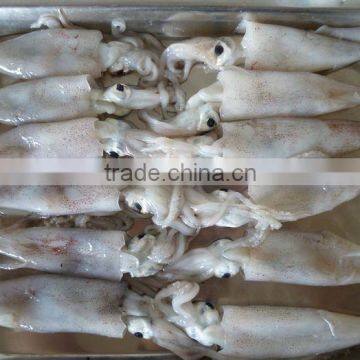 Chinese Frozen Squid