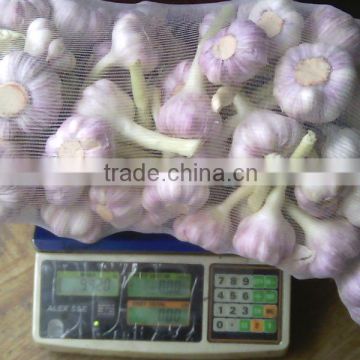 Normal White Garlic from Egypt, Baldy Type