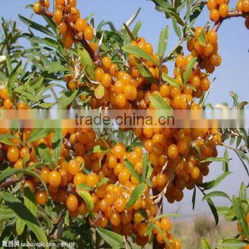 Sea Buckthorn Trees Seeds/Hippophaes Seeds For Planting High Economic Value Can Harvest More Than 25 Years