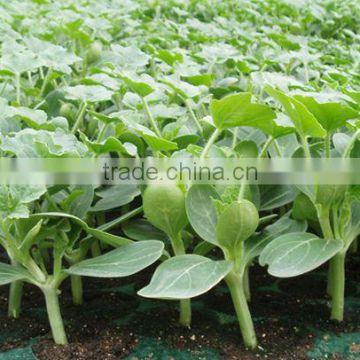 Hybrid F1 Roots Stock Seeds for grafting stronger and high disease resistant plant