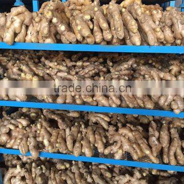 Chinese bulk fresh ginger