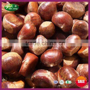 Best Organic Chinese Fresh Raw Chestnuts (Raw Material of Frozen Chestnuts)