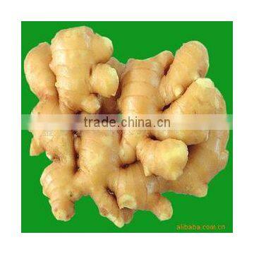 fresh mature ginger