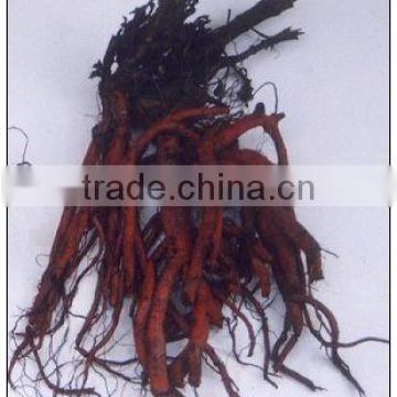 Salvia Miltiorrhiza Root Extract Powder