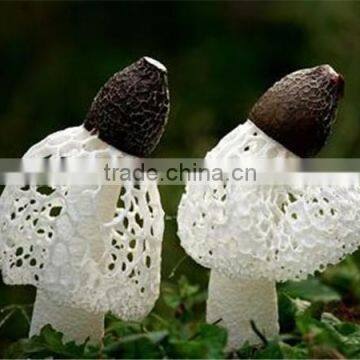 Dried Dictyophora Mushroom/ Dictyophora Indusiata photo-3