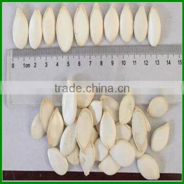 Chinese Best Quality and Cheap Snow white Pumpkin Seeds for Sale