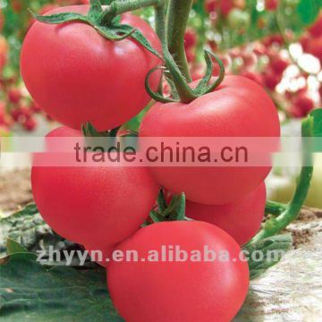 Heat Resistant Tomato Seeds ZhongYan TT