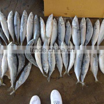 Frozen Pacific/Atlantic Mackerel Fish photo-2