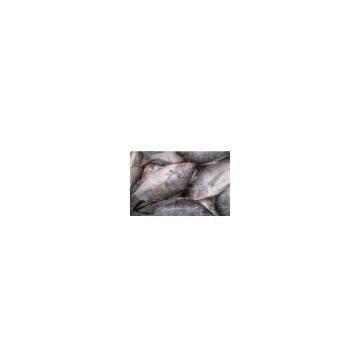 sell frozen tilapia