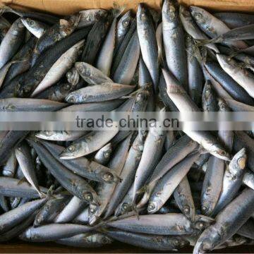 NEW LANDING FROZEN FISH PACIFIC MACKEREL SEA FROZEN 400-600G photo-5