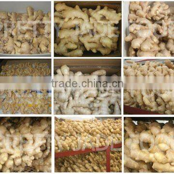 price of fresh ginger-10kg carton