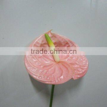 Hot sale anthurium for decoration