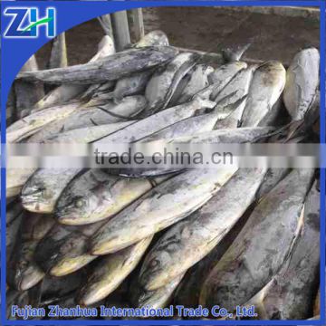 Bulk Packaging and Block Shape mahi mahi fish