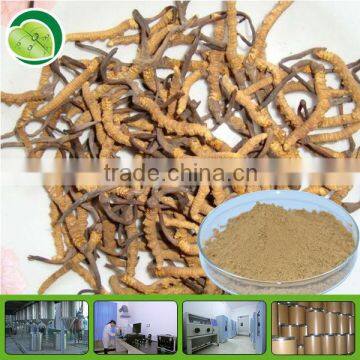 100% natural cordyceps extract powder