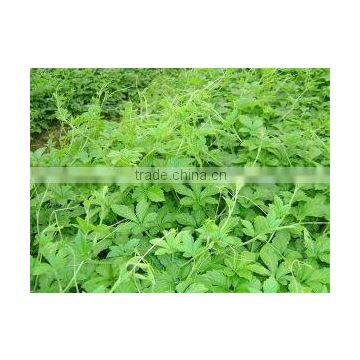 Gynostemma Extract Jiaogulan