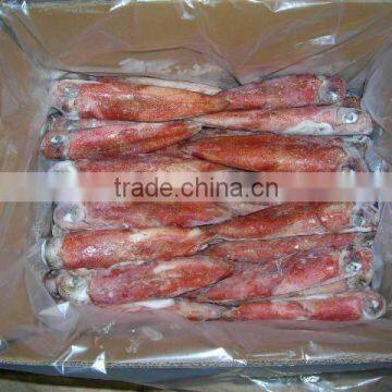 FROZEN RED SQUID WHOLE ROUND