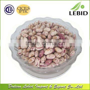 Lights speckled beans oval shape or round shape