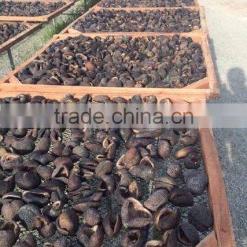 Vietnam Dried Sea Cucumber photo-2
