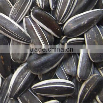 sunflower seeds 5009 price