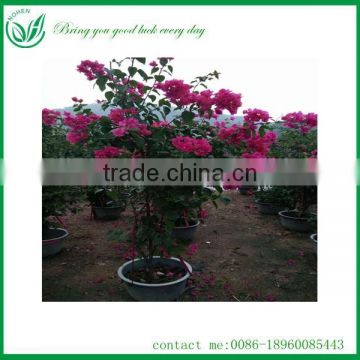 Natural Plants bougainvillea tree