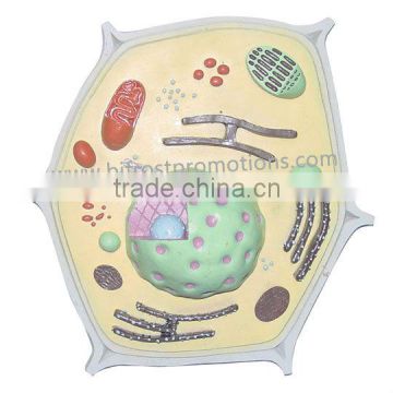 Plant Cell Model