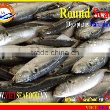 FROZEN MARUADSI (ROUND SCAD) photo-3