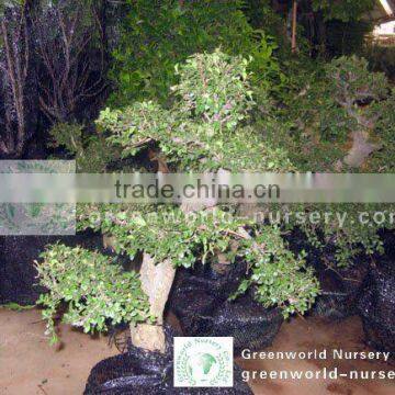 Ulmus Pumila bonsai loaded