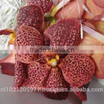Vanda Orchid