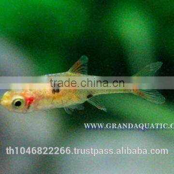 Dwawf Rasbora Fish For Sale and Export / Ornamental Fish Thailand photo-6