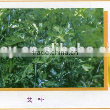 steamed distilled extracted essential mugwort oil/Blumea Oil
