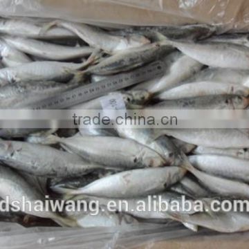 Frozen horse Mackerel Supplier with size 8 - 10 pcs / kg