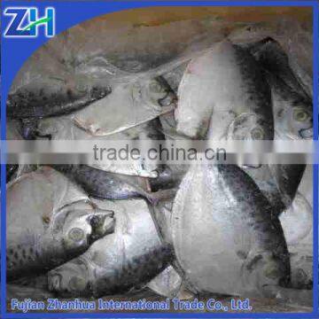 Import Export Seafood Fish Frozen Moonfish Whole Round photo-2