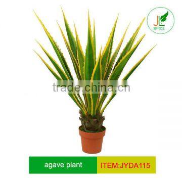 Golden edge agave plant crazy selling in European 2012