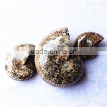 Wholesale Natural Snail Fossils Shell Animals Fossils photo-4
