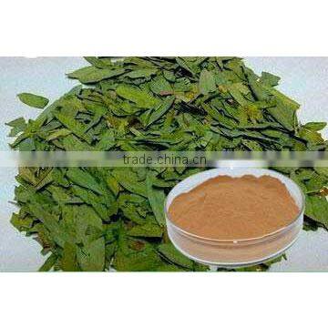 Senna Leaf Extract Sennoside 10%-20%