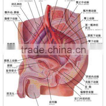 Artpaper Medical wall chart--Male pelvic bood vessel