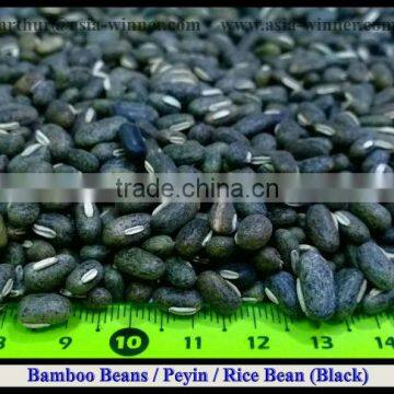 Bamboo Beans [ Black ]