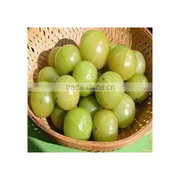 GOOD QUALITY Fresh Gooseberry