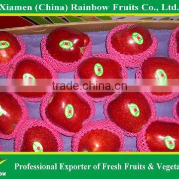 Fresh Red Apple Huaniu